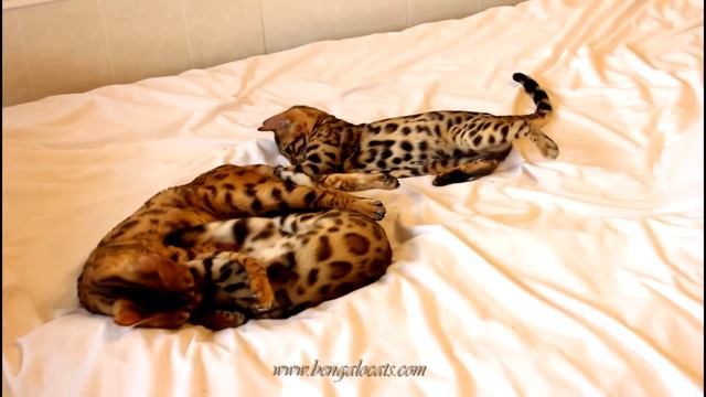 Бенгальская кошка играет с дочками (3мес.) www.bengalocats.com смотреть онлайн
