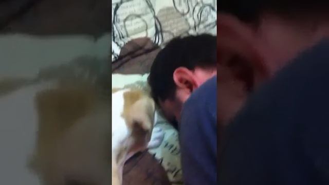 Щенок амстафф Франс смотреть онлайн