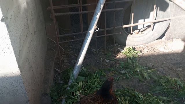 Осеннюю теплую погоду куры показывают хороший результат 8 яиц снесли . Надо сделать календарь . смотреть онлайн