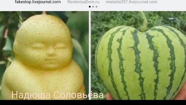 А ВЫ ЗНАЕТЕ,ЧТО ДЕВУШКИ РАСТУТ НА ДЕРЕВЬЯХ? смотреть онлайн