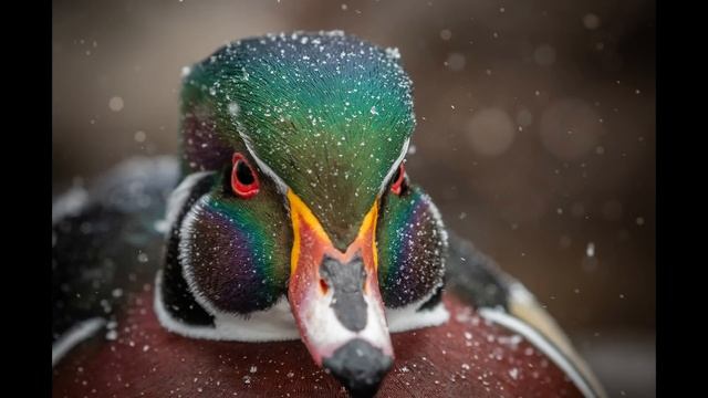 TIPS AND SECRETS TO AMAZING WILDLIFE PHOTOS! смотреть онлайн