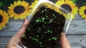 ?#Львиный зев. Правильный посев семян. Первые всходы.