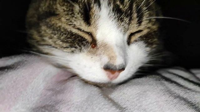 Оооочень сонная кошко смотреть онлайн