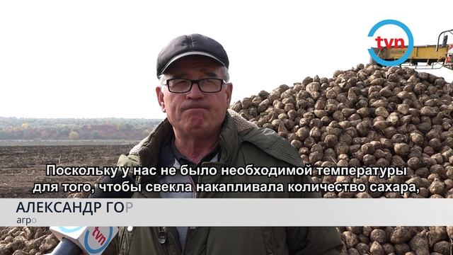 Свеклы больше а сахара меньше. Что говорят специалисты об урожае в этом году