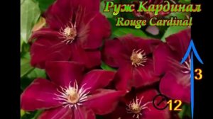 Клематисы КРАСНЫХ оттенков- 20 сортов.Red Clematis