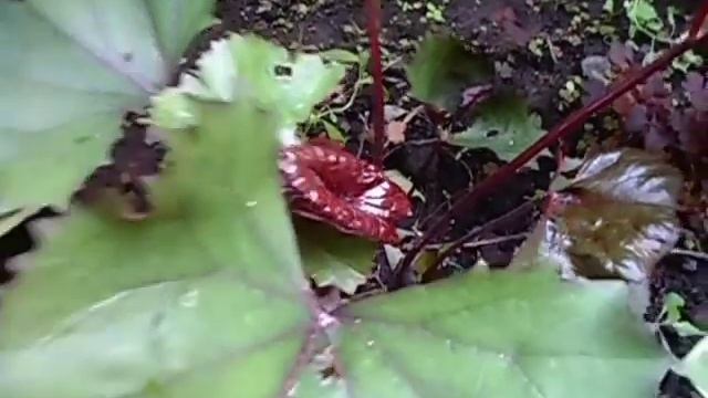 Хосты в моём цветнике смотреть онлайн