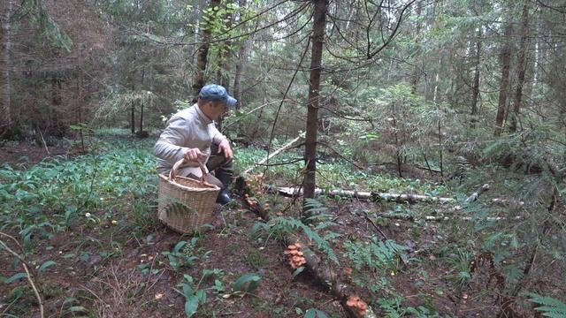БЕЛЫЕ ГРИБЫ и ОСЕННИЕ ОПЯТА смотреть онлайн