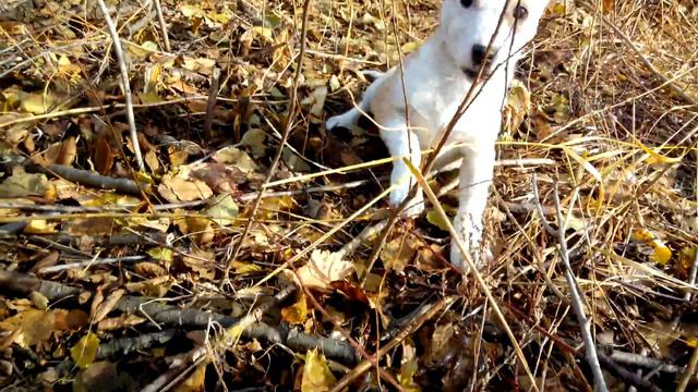 Чистый стафф смотреть онлайн