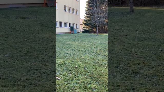 Зелёный дятел/Specht #marjanakern #германия #specht смотреть онлайн