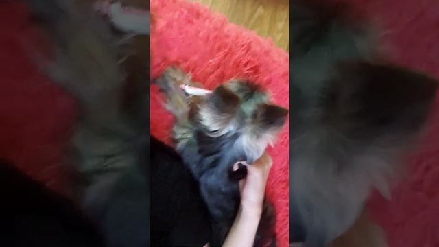 Йоркширский терьер сам чистит зубы. смотреть онлайн