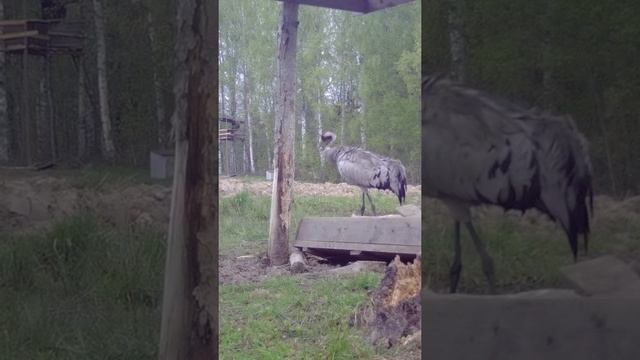 Журавли