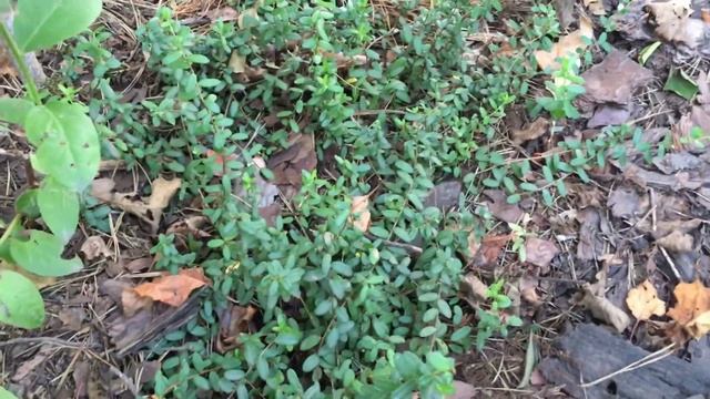 ❣️ Почему Не Плодоносит Клюква ? ❣️ смотреть онлайн