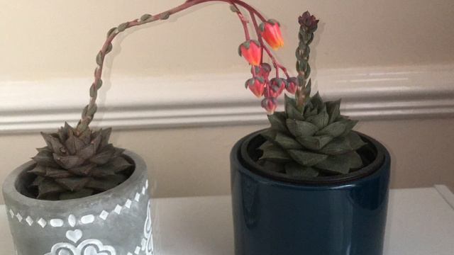 Echeveria Purpusorum (Little Lizard) смотреть онлайн