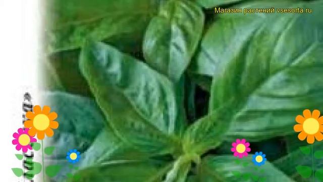 Базилик Анисовый аромат (Базилик). Краткий обзор, описание характеристик, где купить семена ocimum смотреть онлайн