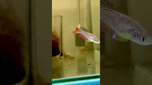 卵生メダカ ノソブランキウス ファーザアイ（ Killifish Nothobranchius furzeri ）#Shorts смотреть онлайн