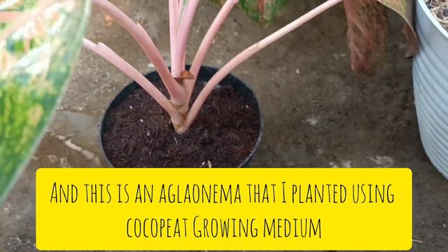Update Aglaonema From Cutting Propagation Using Cocopeat Growing Media смотреть онлайн