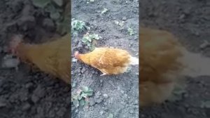 Хишьная Курица съедает мышку