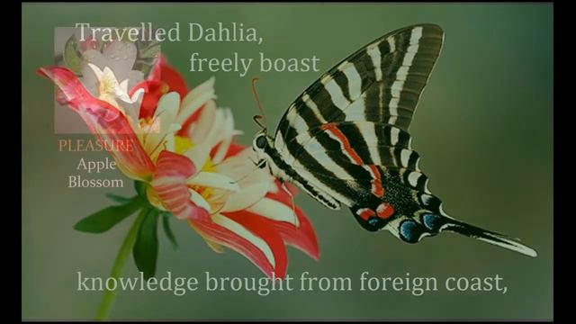 J.H. Newman - Snapdragon (1828) смотреть онлайн