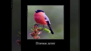 Птички летят бомбить поросят.