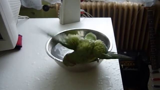 Alexander maly- Indian ringneck taking bath (Psittacula krameri) смотреть онлайн