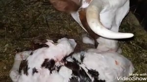 РОДЫ Айширской коровы! Полное задержание последа. #айширскаякорова #родыкоровы #роды