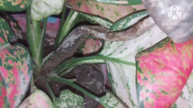 Aglaonema plant care|How to grow Aglaonema Plant||Aglaonema Plant Propagation kaise kare смотреть онлайн