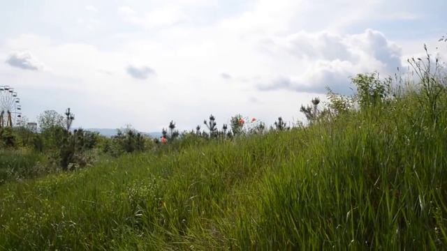 Наше путешествие к льву -вожаку ! смотреть онлайн