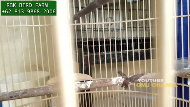 PUSAT MURAI BATU ! JELAMBAR JAKARTA BARAT, MURAH-MURAH DI TOKO RBK BIRD FARM смотреть онлайн