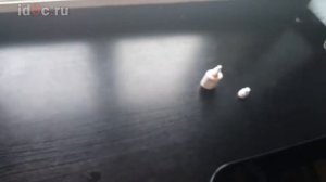 Заложен НОС у Собаки или Кота, КАК ПРОВЕРИТЬ!?