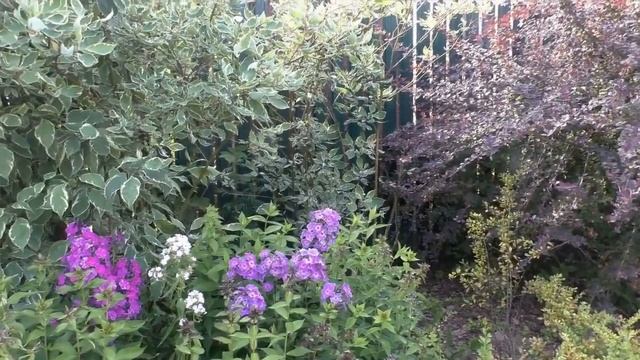 Как я исправляла свои садовые ошибки? Сад своими руками. смотреть онлайн