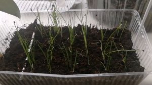 Лук порей Карантанский рассада