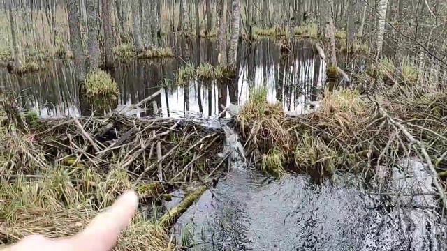 Оленья гора, плотина бобра и лесные приключения... смотреть онлайн