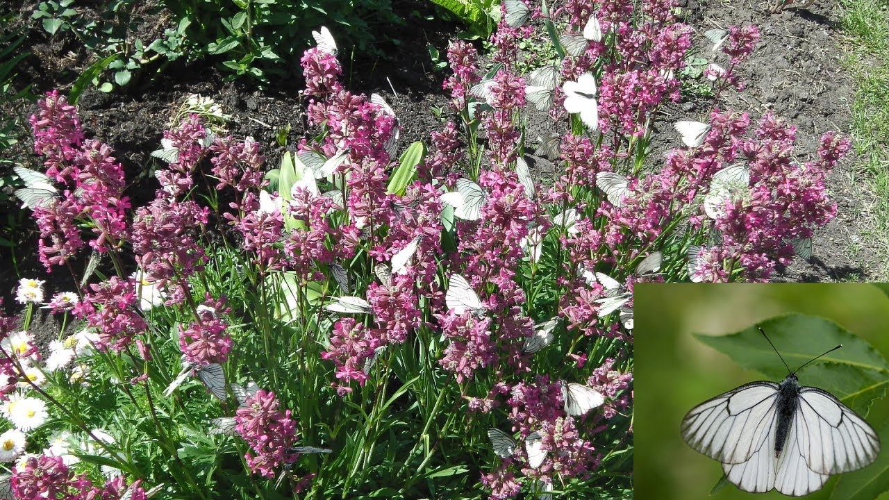 ЭТУ БАБОЧКУ НЕЛЬЗЯ НЕДООЦЕНИВАТЬ .МЕРЫ БОРЬБЫ С БАБОЧКОЙ БОЯРЫШНИЦЕЙ смотреть онлайн