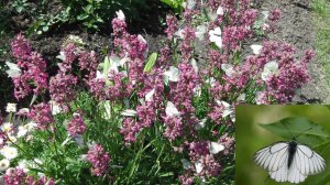 ЭТУ БАБОЧКУ   НЕЛЬЗЯ  НЕДООЦЕНИВАТЬ .МЕРЫ БОРЬБЫ  С БАБОЧКОЙ  БОЯРЫШНИЦЕЙ