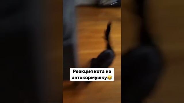 Автокормушка смотреть онлайн