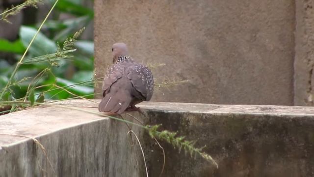 Spotted dove : Test video, canon legria HF-M56 смотреть онлайн