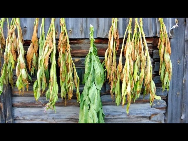 Для начинающих табаководов сорта собрал все в перемешку - что делать. смотреть онлайн