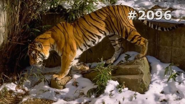 #2096. Тигры (В мире животных) смотреть онлайн