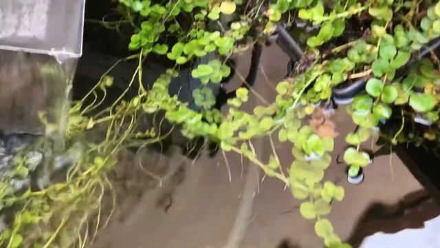 ❤️Lysimachia Mummularia planta de estanque cuidados básicos смотреть онлайн
