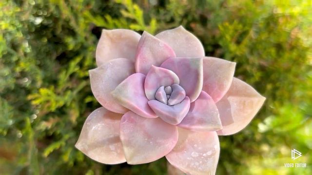 Graptopetalum ‘Purple Delight’ смотреть онлайн