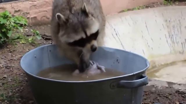 забавные еноты в зоопарке смотреть онлайн