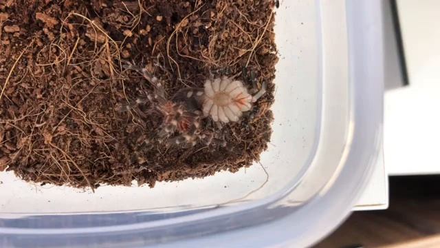 Линька паука онлайн. Acanthoscurria Geniculata смотреть онлайн