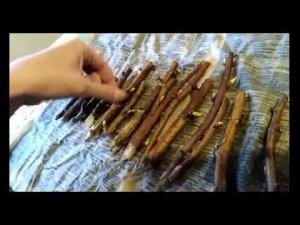 Черенкование малины. Метод буррито. Часть 1 / как черенковать малину?