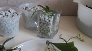 Экспериментальная посадка орхидей в пеностекло