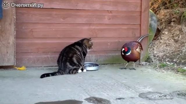 Когда птицы наглее кошек :) :). (Фазан и кошка) смотреть онлайн