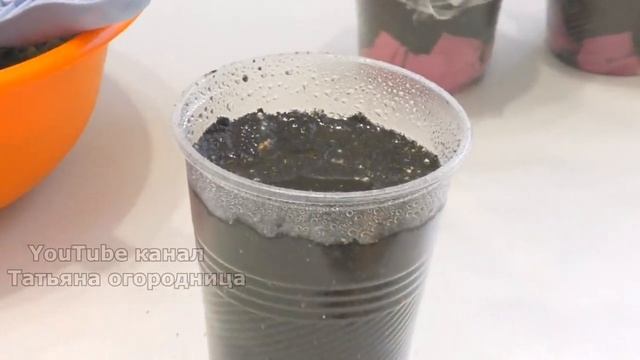 СЕЮ БАКЛАЖАНЫ БЕЗ ЗАМОРОЧЕК! ПОСЕВ СЕМЯН БАКЛАЖАНОВ В СТАКАНЧИКИ С ГРУНТОМ БЕЗ ЗАМАЧИВАНИЯ. смотреть онлайн