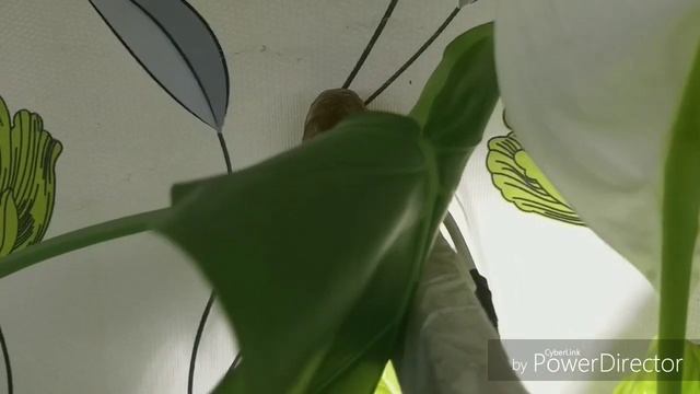 Мои самоделки , аквариум от А до Я , самп фитофильтр тумба , (как сделать аквариум.. ( аквафокус ) смотреть онлайн
