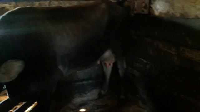 2021.Раздой первотёлки! Боремся с отёками вымени! Как приучить первотёлку к дойке!Правильный раздой смотреть онлайн