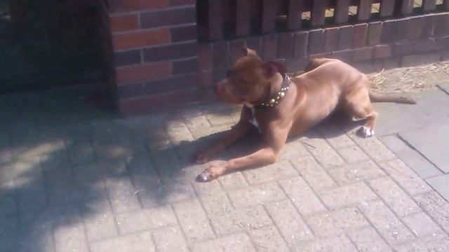 Pitbull Rednose Tyson смотреть онлайн