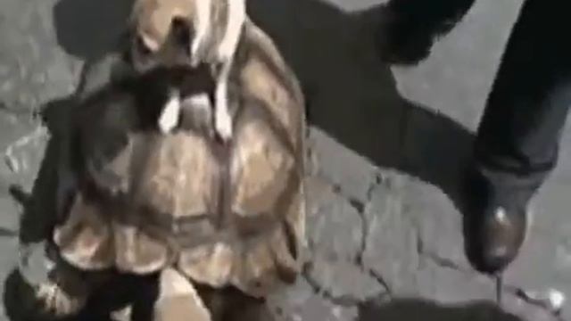 Это любовь зверская) смотреть онлайн